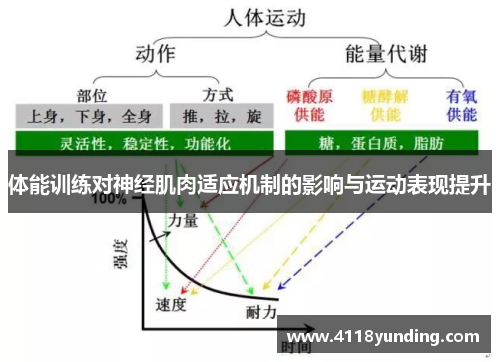 体能训练对神经肌肉适应机制的影响与运动表现提升
