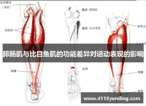 腓肠肌与比目鱼肌的功能差异对运动表现的影响